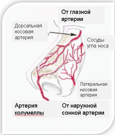 Анатомия лица: жировые пакеты, сосуды, нервы, опасные зоны, инволюционные изменения.